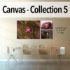 Canvas - Pro Collection 5